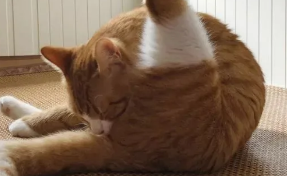 猫屁股臭臭的怎么回事?这几种情况要注意 猫屁股臭臭的怎么回事?这几种情况要注意