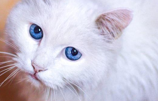 猫的舌头作用是什么？原来竟有如此多功能