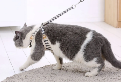 猫咪牵引绳多长合适
