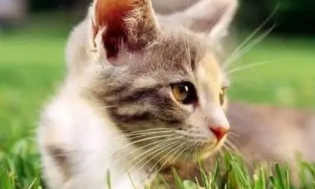 猫咪体内驱虫真的很简单,注意这些事项就行 猫咪体内驱虫真的很简单,注意这些事项就行