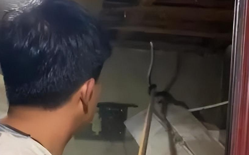 天花板有响动!竟藏1条缅甸蟒和两条网纹蟒 天花板有响动!竟藏1条缅甸蟒和两条网纹蟒