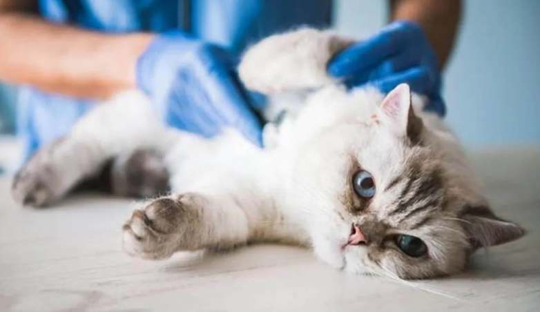 猫咳嗽用什么药