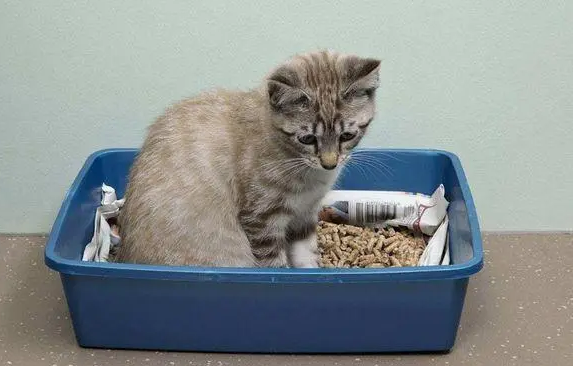 6l猫砂能用多久