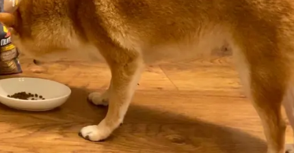 柴犬只吃狗粮到底好不好
