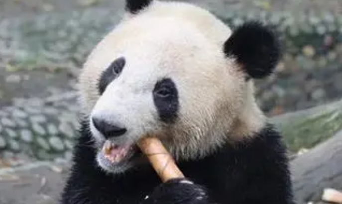熊猫吃什么食物