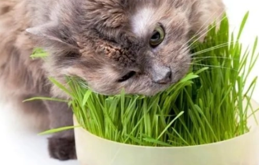 两种常见的给猫咪种植猫草的方式? 两种常见的给猫咪种植猫草的方式?