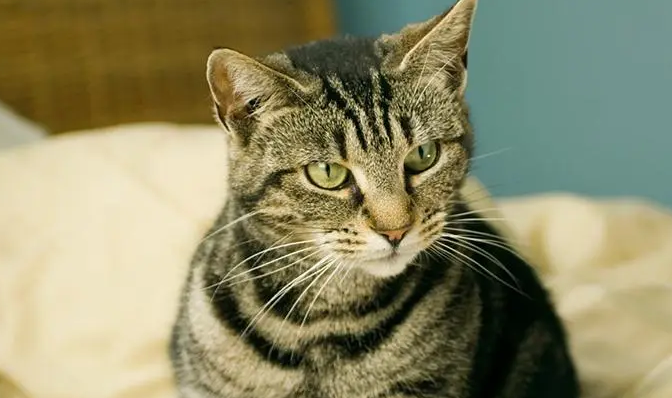 为什么绿眼睛的狸花猫是上品？这里有答案