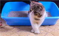 猫砂多久更换
