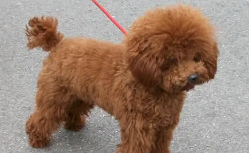 棕色比熊犬图片