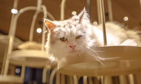 猫咪玩具多少钱 猫咪玩具多少钱