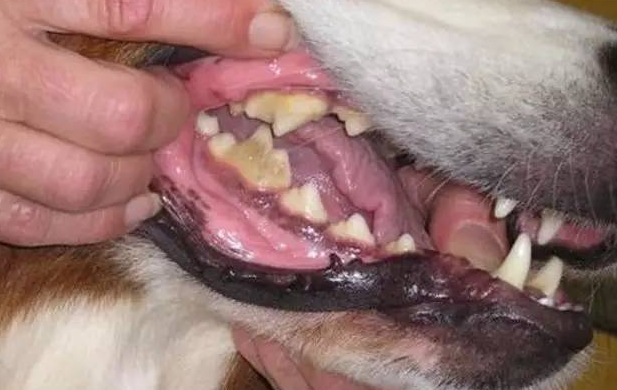 狗狗牙龈红肿吃什么消炎药