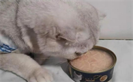 猫咪不吃猫罐头是怎么回事