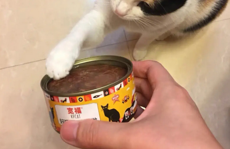 两个月猫咪能吃罐头吗
