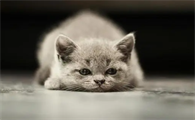猫营养膏可以天天吃吗