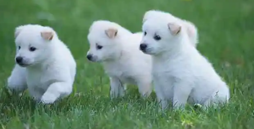 狗狗多大可以带牵引绳 狗狗多大可以带牵引绳