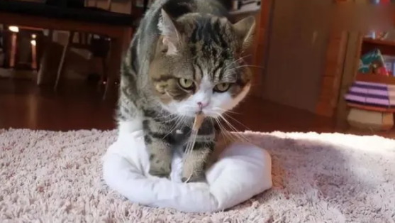 猫咪踩奶是什么原因？有哪些含义
