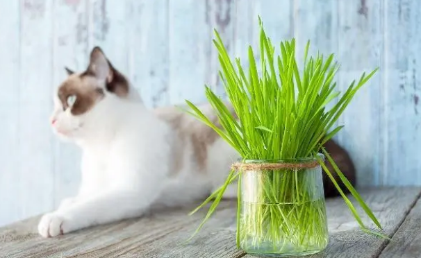 猫草是什么,猫草对猫咪有哪些作用 猫草是什么,猫草对猫咪有哪些作用