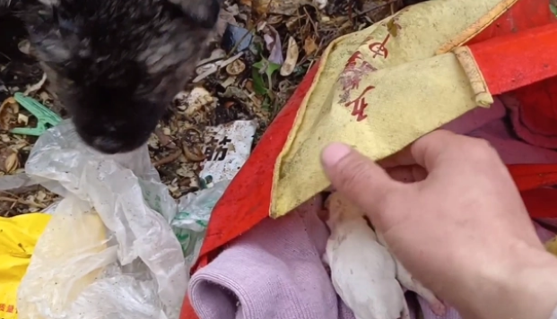 刚出生就被抛弃,发现时两只小狗已被冻死 刚出生就被抛弃,发现时两只小狗已被冻死