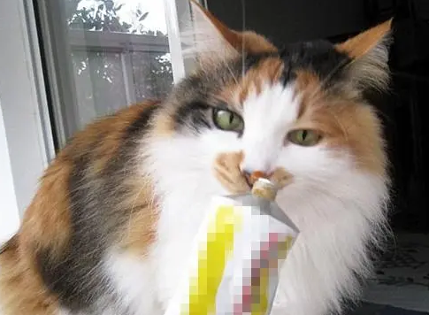 小猫猫胺跟营养膏能一起吃吗,猫胺膏和营养膏的区别 小猫猫胺跟营养膏能一起吃吗,猫胺膏和营养膏的区别
