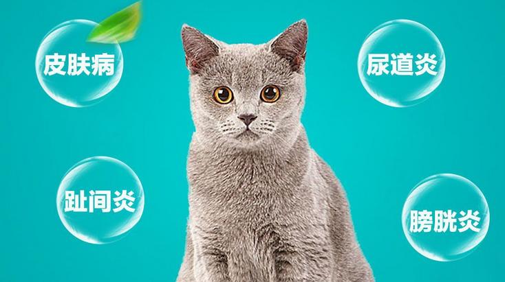 宠物专用消炎药有哪些