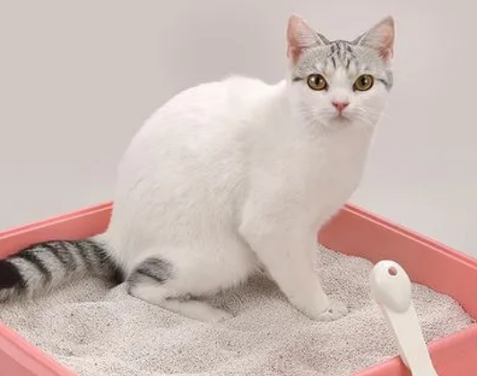 比较好的膨润土猫砂