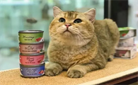 猫咪吃零食罐头不好吗?不一定