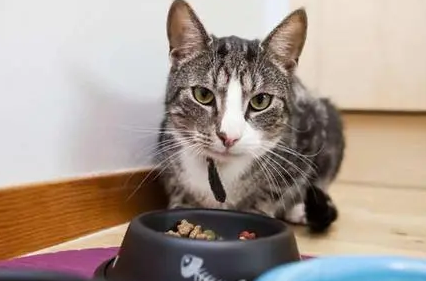 猫吃什么食物零食