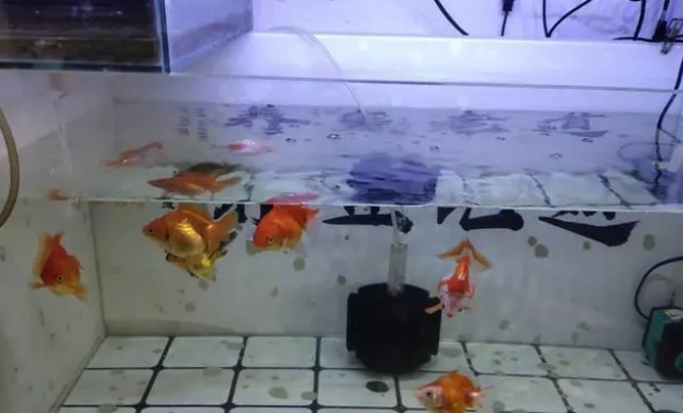 既想给鱼缸增氧,又想减少水流和气泡噪音,可以两全其美吗? 既想给鱼缸增氧,又想减少水流和气泡噪音,可以两全其美吗?