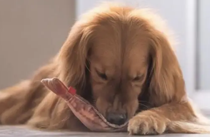 狗狗可以吃零食吗