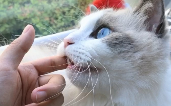 布偶猫喜欢咬人为什么？可能是这几种原因