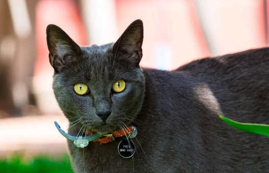 猫咪微量元素是什么