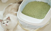 换猫砂怎么换