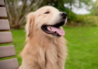 成犬可以吃幼犬狗粮吗