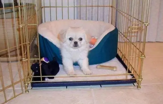 晚上需要把狗狗放笼子里吗