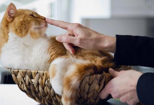 猫咪会等多久主人?要注意了 猫咪会等多久主人?要注意了