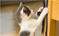 猫咪太活泼了怎么调教？学会这三招