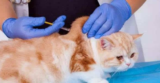 猫多久打一次狂犬疫苗?新手养猫必须要知道! 猫多久打一次狂犬疫苗?新手养猫必须要知道!