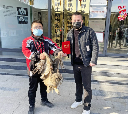 涿州市接力救助 国家二级保护动物雕鸮