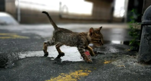 流浪猫生完孩子，被好心人精心照料，从鹅蛋脸变成了圆脸