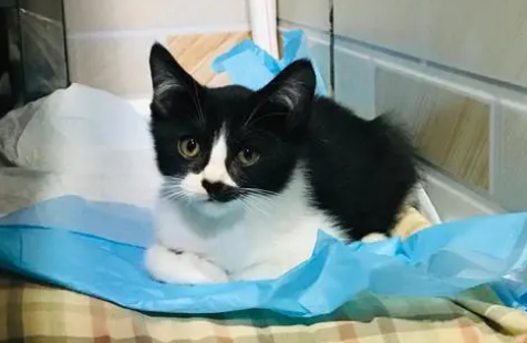 奶牛猫是最皮的猫吗？想养的人看看吧