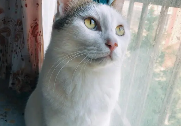 猫奴晋升手册—健康的猫咪需要吃益生菌吗? 猫奴晋升手册—健康的猫咪需要吃益生菌吗?
