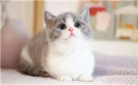 猫咪腹泻益生菌多久吃一次