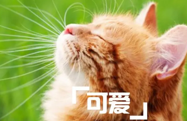 猫咪为什么要吃草？猫草怎么种植？