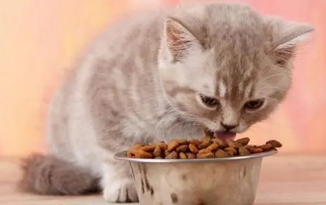 猫粮在网上买多少钱