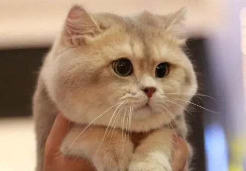 如何挑选适合猫咪的罐头?来看吧 如何挑选适合猫咪的罐头?来看吧