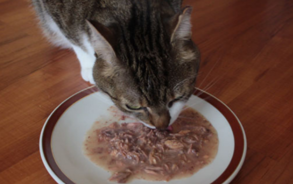 猫罐头有什么好处