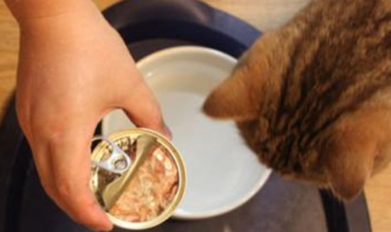 猫罐头多少钱一个是正常的