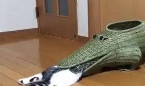 女子买装饰品，猫咪偏把那当窝，看见它睡姿时尴尬了 
