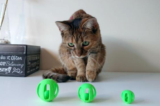 猫玩具都有什么 猫玩具都有什么