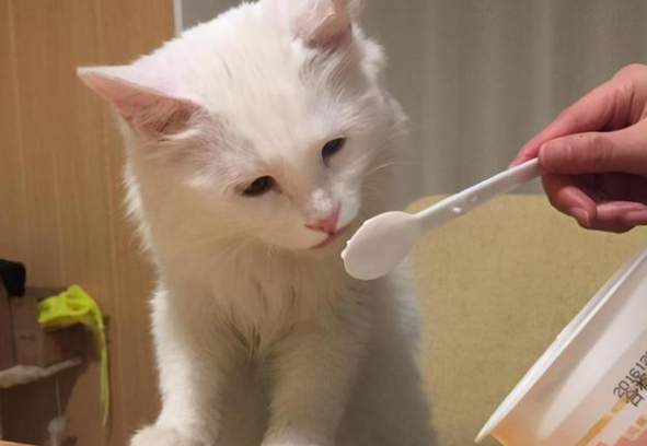猫咪可以吃哪种酸奶